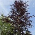 Fagus sylvatica 'Riversii' - 6