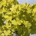 Acer platanoides 'Princeton Gold' - Foto 2