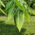 Gymnocladus dioica
