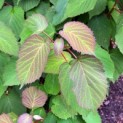Davidia involucrata - Foto 1