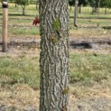 Liquidambar styraciflua - 2