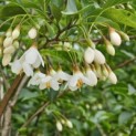 Styrax japonicus - impressie bloei in mei