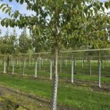 Prunus x 'Yedoensis' - 3