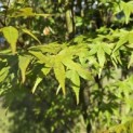Acer palmatum - 5