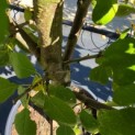 Prunus domestica 'Opal' - Foto 2