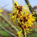 Hamamelis mollis - Afbeelding bloei nr 89