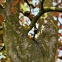 Fagus sylvatica 'Atropunicea' - 3