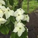 Cornus kousa 'China Girl' - Foto 3