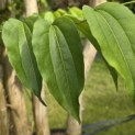 Heptacodium miconioides - Foto 8
