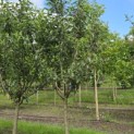 Malus domestica 'Red Elstar' - 1