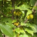 Cornus Mas - 5