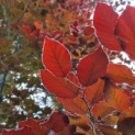 Fagus sylvatica 'Atropunicea' - Afbeelding 1