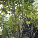 Parrotia persica - 1