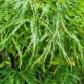 Acer palmatum 'Dissectum' - Foto 7