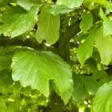 Parrotia persica - Foto 3