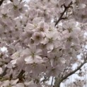 Prunus 'Pandora' - Foto 1