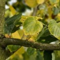 Tilia x europaea 'Euchlora' - Foto 3