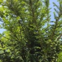 Taxus baccata - 1