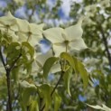 Cornus kousa 'Milky Way' - 4