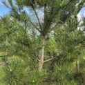 Pinus nigra subsp. Nigra - 3
