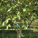 Juglans regia - Foto 3