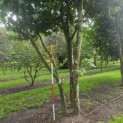 Platanus x Hispanica - 1