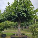 Tilia americana 'Nova' - aug 2025