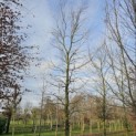 fagus sylvatica - 3