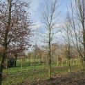 fagus sylvatica - 2