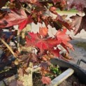 Acer platanoides 'Royal Red' - Foto 4