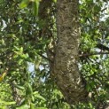 Quercus Suber - 2