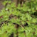 Larix kaempferi 'Diana' - impressie jonge naalden in het voorjaar