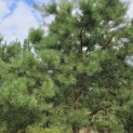 Pinus sylvestris - 7