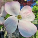 Cornus 'Stellar Pink' - Foto 3