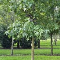 Liquidambar styraciflua - Foto 1
