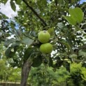 Malus domestica 'Notaris' - Foto 1
