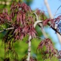 Acer palmatum 'Inaba Shidare' - Foto 5