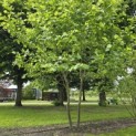 Platanus hispanica - 1