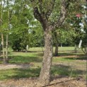 Quercus Suber - 3