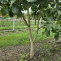 Quercus pontica - 2