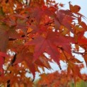 Acer palmatum - Foto 3