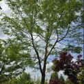 Gleditsia  triacanthos ‘Sunburst’ - Foto 1