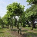 Platanus x Hispanica - 1