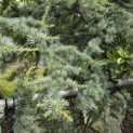 Cedrus libani 'Silberspitz' - 1