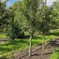 Malus domestica 'Rode Boskoop' - 3