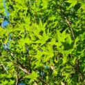 Acer palmatum - Foto 3