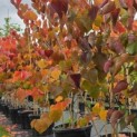 Cercis canadensis 'Forest Pansy' - Foto 1