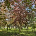 Fagus sylvatica 'Atropunicea' - Foto 4
