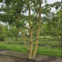 Acer campestre - 4