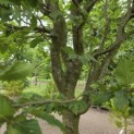 Carpinus betulus 'Frans Fontaine'   (Fastigiata) - 2